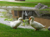 Property-Photos-010