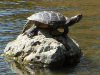 Turtle-1